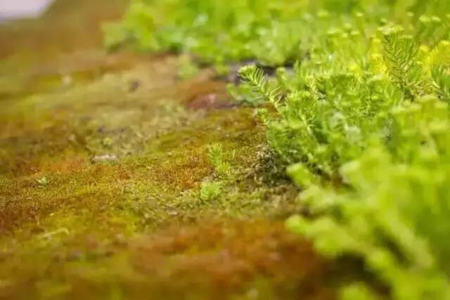 ���Ű�(�й���)�ٷ���վ